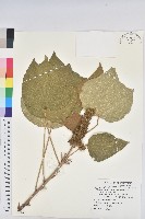 野桐藏品圖，第1張