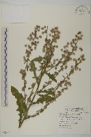 裂葉艾納香藏品圖，第1張