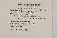 裂葉艾納香藏品圖，第2張