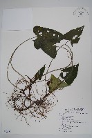 薄葉細辛、尾花細辛藏品圖，第1張