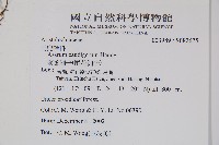 薄葉細辛、尾花細辛藏品圖，第2張