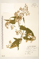 蔓黃菀藏品圖，第1張