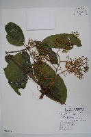 鵝掌柴、江某、鴨腳樹藏品圖，第4張