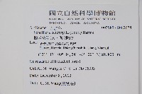 鵝掌柴、江某、鴨腳樹藏品圖，第5張