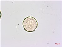鵝掌柴、江某、鴨腳樹藏品圖，第2張