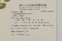 地膽草、毛蓮菜藏品圖，第2張