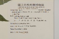 大頭艾納香藏品圖，第2張