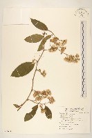 過山龍藏品圖，第1張