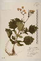 黃花三七草藏品圖，第1張