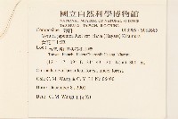 黃花三七草藏品圖，第2張