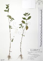 克非亞草藏品圖，第1張