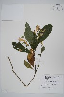 臺灣馬藍藏品圖，第1張