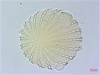 臺灣馬藍藏品圖，第2張