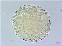 臺灣馬藍藏品圖，第3張