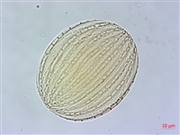 臺灣馬藍藏品圖，第4張