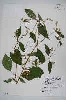 牛膝藏品圖，第1張