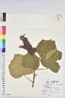 野桐藏品圖，第1張