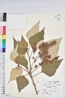 白匏子藏品圖，第1張