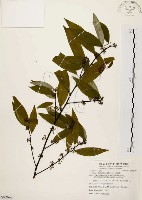 山胡椒藏品圖，第1張