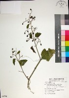 粉藤藏品圖，第1張