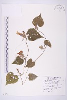 銳葉牽牛藏品圖，第1張