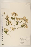 小花蔓澤蘭藏品圖，第1張