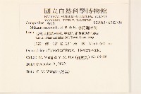 小花蔓澤蘭藏品圖，第2張