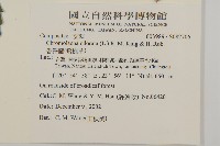 香澤蘭、飛機草藏品圖，第2張