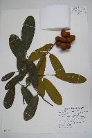 瓜馥木藏品圖，第1張