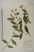 大頭艾納香藏品圖，第1張