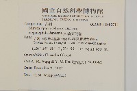 大頭艾納香藏品圖，第2張