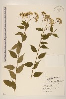 小舌菊、蔓綿菜藏品圖，第1張