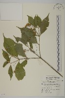 大丁黃藏品圖，第1張