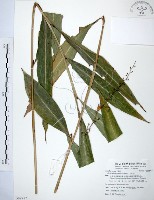 山月桃藏品圖，第1張