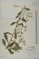 裂葉艾納香藏品圖，第1張