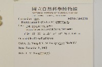 裂葉艾納香藏品圖，第2張