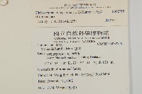 茯苓菜藏品圖，第2張