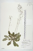 黃鵪菜藏品圖，第1張