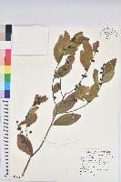 土密樹藏品圖，第1張