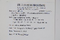 臺灣赤楊、臺灣榿木藏品圖，第2張