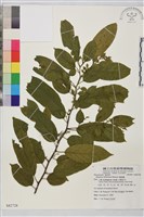 桶鉤藤藏品圖，第1張