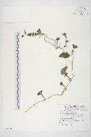 紅花野牽牛藏品圖，第1張