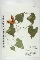 王瓜藏品圖，第1張