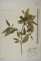 福建賽衛矛、福建假衛矛藏品圖，第1張