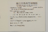 福建賽衛矛、福建假衛矛藏品圖，第2張