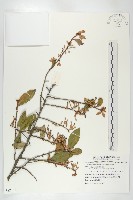 鄧氏胡頹子藏品圖，第1張