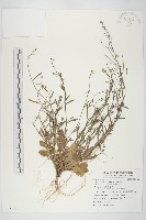 玉山筷子芥藏品圖，第1張