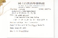 玉山筷子芥藏品圖，第2張