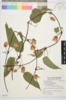 薄單葉鐵線蓮藏品圖，第1張