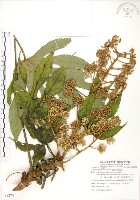 臺灣八角金盤藏品圖，第1張